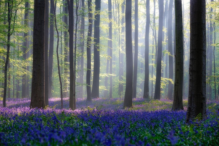 bluebell-forest-hallerbos-belgium-nature-photography-14