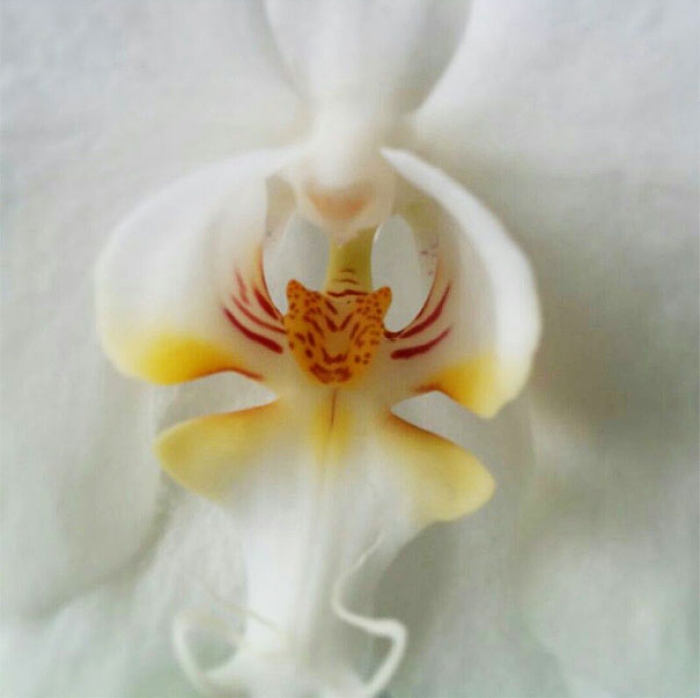 flowers-look-like-something-else-orchids-pareidolia-35