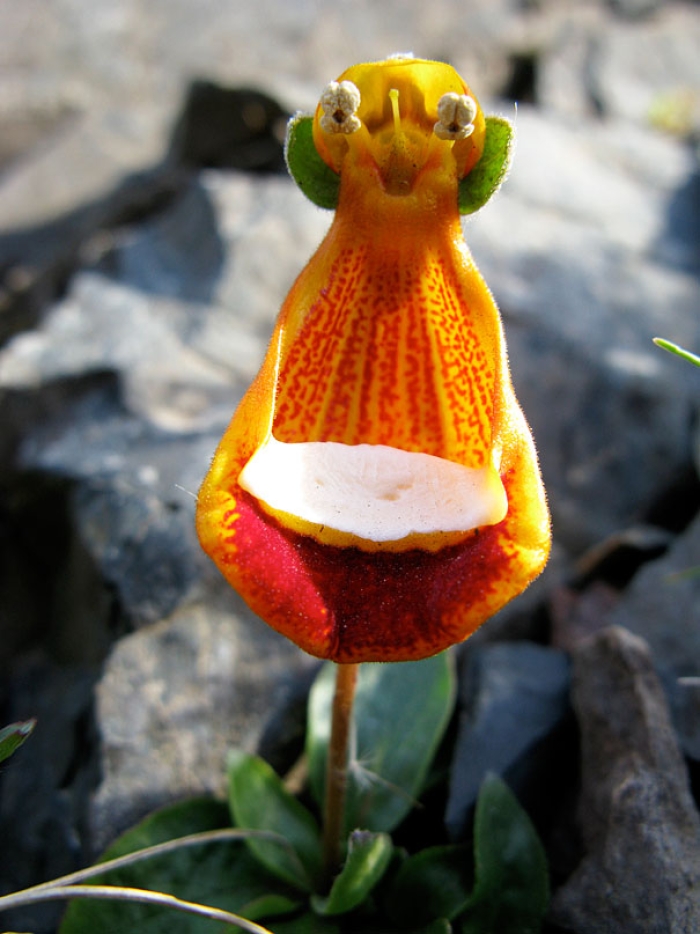 flowers-look-like-something-else-orchids-pareidolia-1