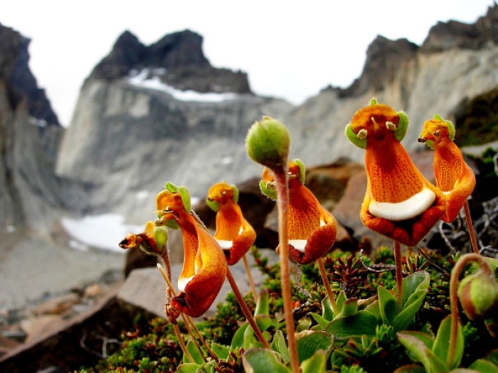 flowers-look-like-something-else-orchids-pareidolia-2