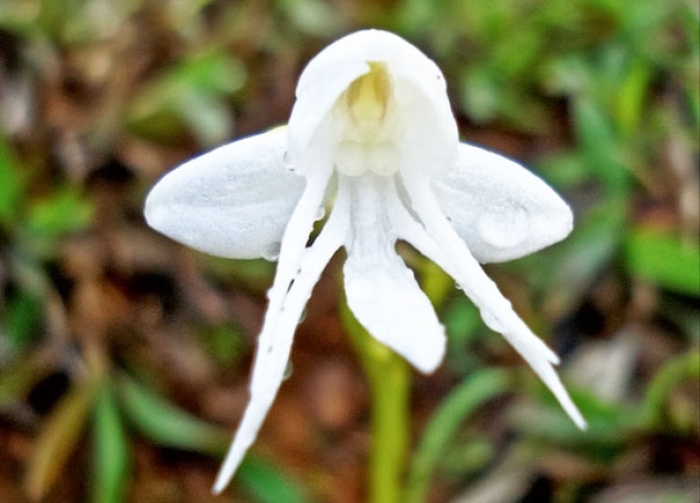 flowers-look-like-something-else-orchids-pareidolia-22