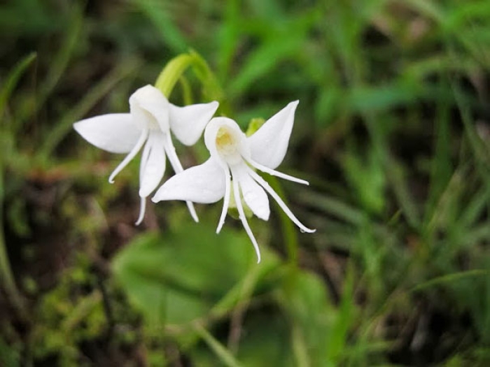 flowers-look-like-something-else-orchids-pareidolia-23