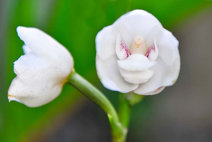 flowers-look-like-something-else-orchids-pareidolia-10