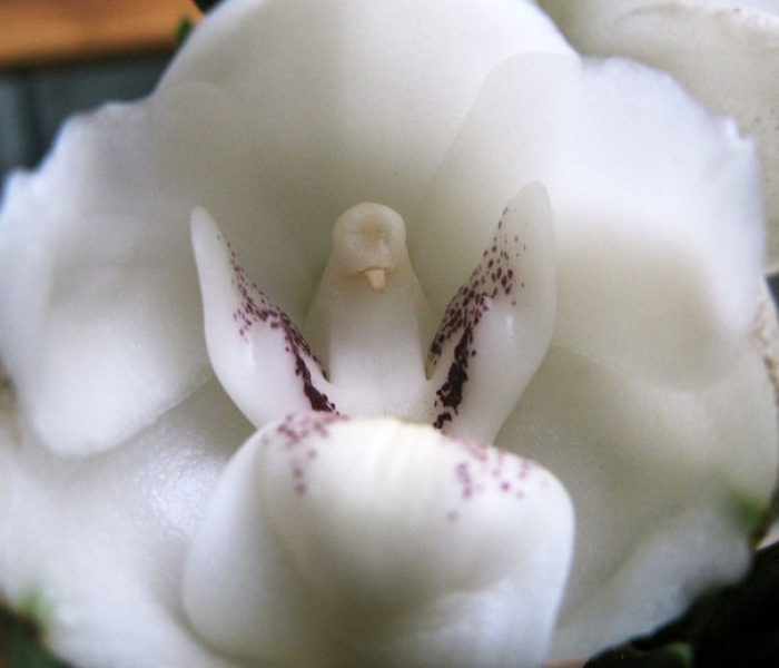 flowers-look-like-something-else-orchids-pareidolia-36