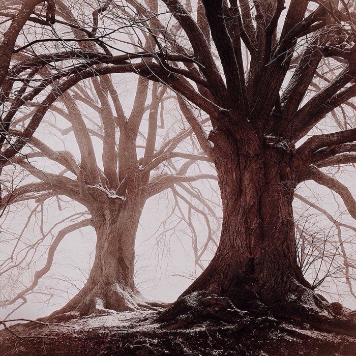 2014-iphone-photography-award-winners-smartphone-5