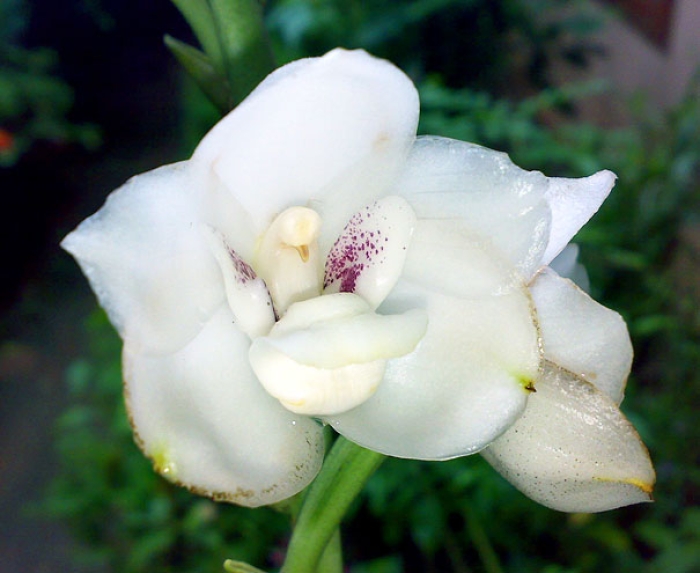 flowers-look-like-something-else-orchids-pareidolia-11