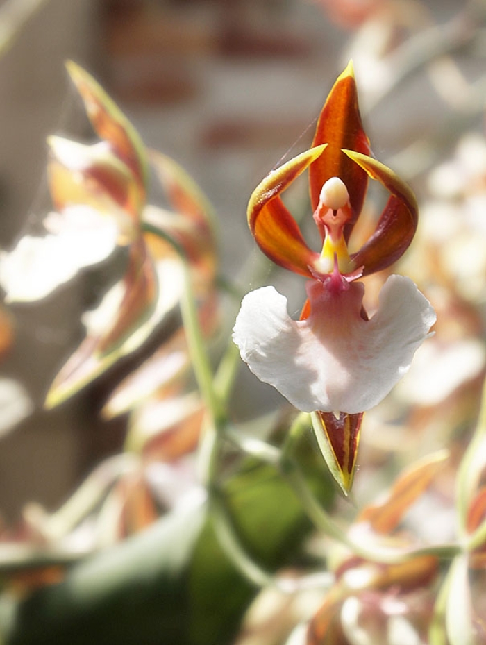 flowers-look-like-something-else-orchids-pareidolia-31