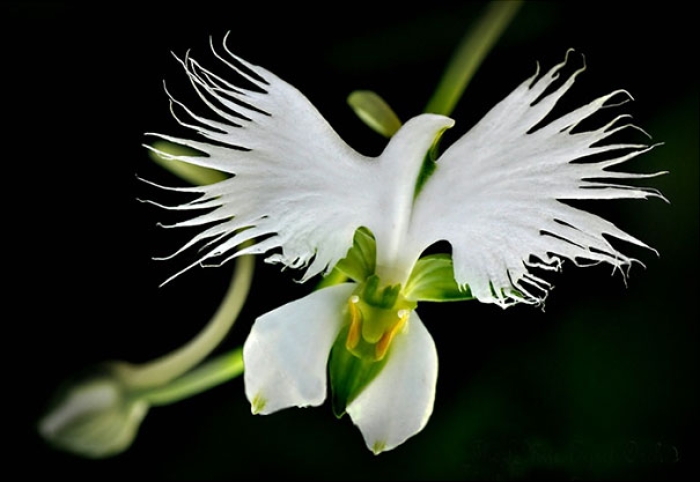 flowers-look-like-something-else-orchids-pareidolia-26