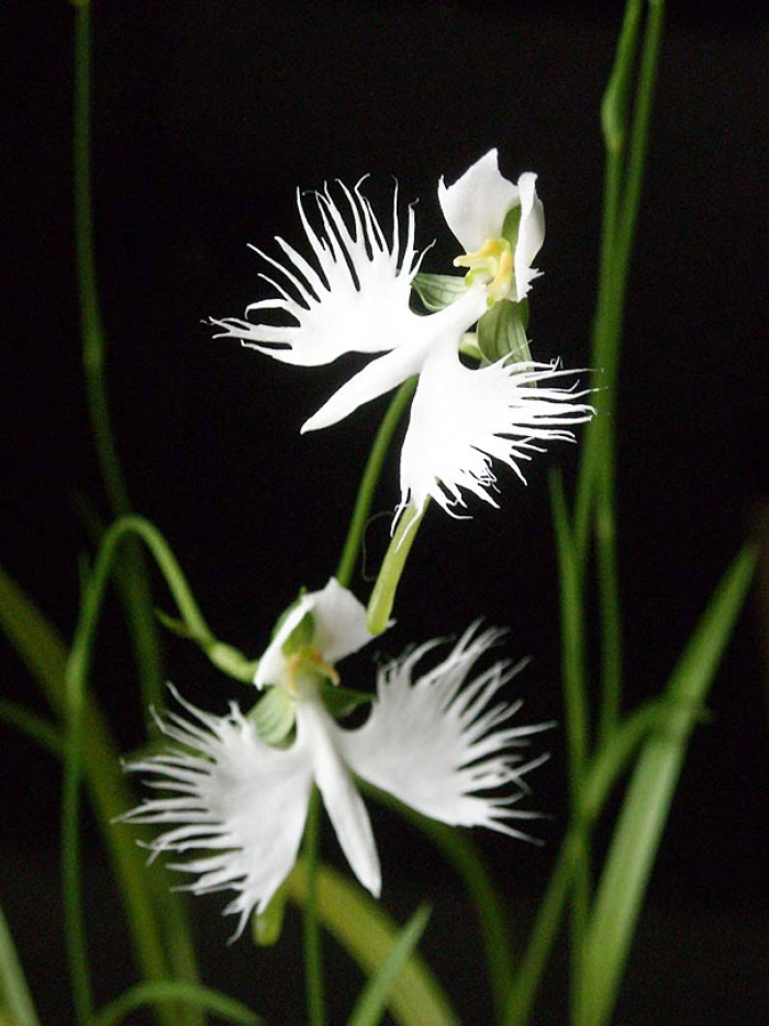 flowers-look-like-something-else-orchids-pareidolia-27