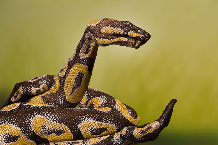 animal-body-art-15