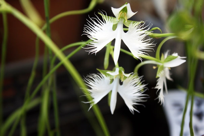 flowers-look-like-something-else-orchids-pareidolia-28