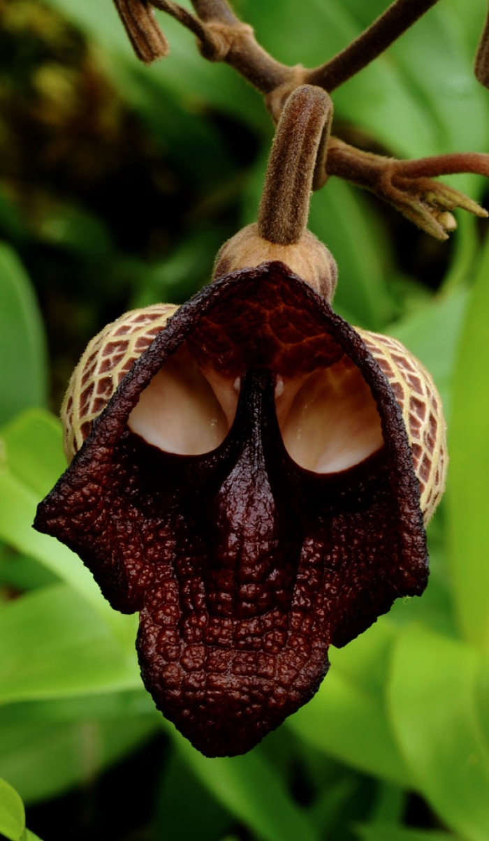 flowers-look-like-something-else-orchids-pareidolia-32