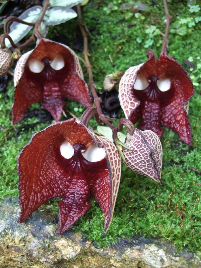 flowers-look-like-something-else-orchids-pareidolia-33