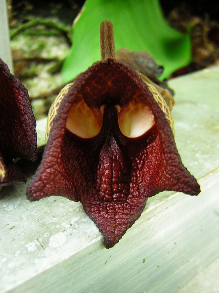 flowers-look-like-something-else-orchids-pareidolia-34
