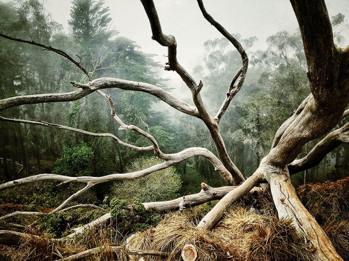 2014-iphone-photography-award-winners-smartphone-24