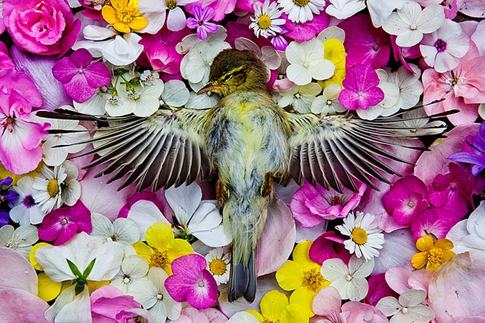 natura-morte-honoring-dead-animals-marina-ionowa-gribina-2