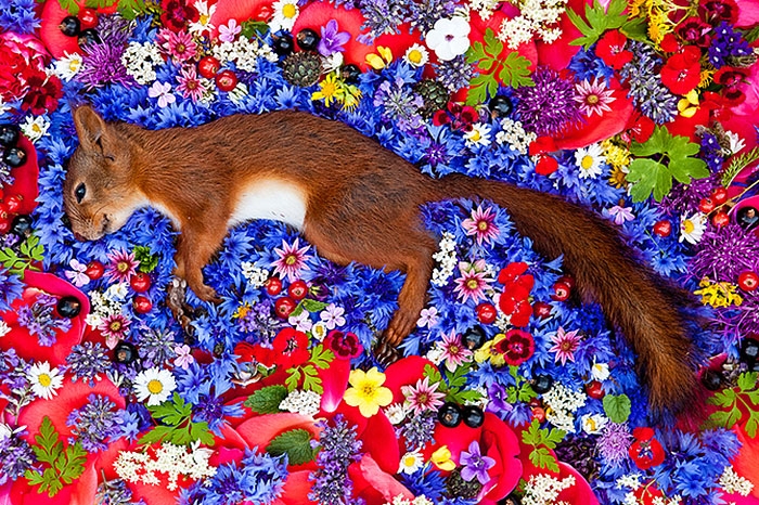 natura-morte-honoring-dead-animals-marina-ionowa-gribina-6