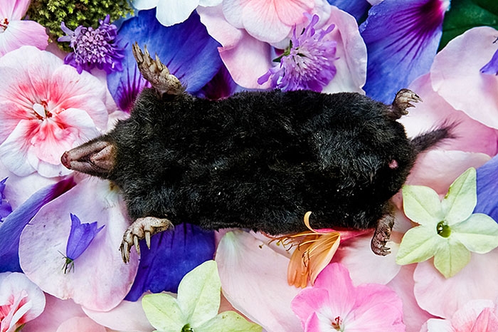 natura-morte-honoring-dead-animals-marina-ionowa-gribina-4