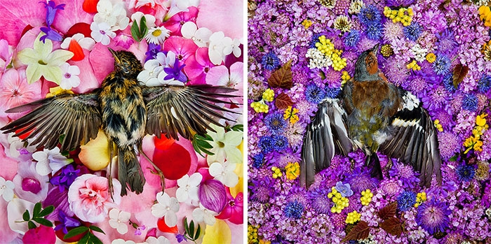 natura-morte-honoring-dead-animals-marina-ionowa-gribina-8