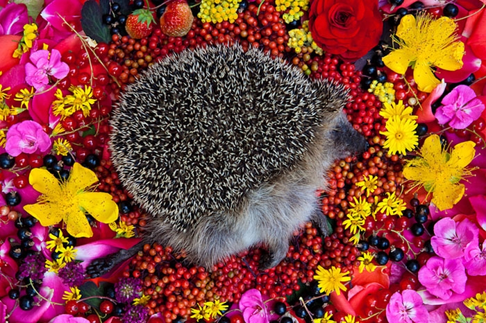 natura-morte-honoring-dead-animals-marina-ionowa-gribina-3