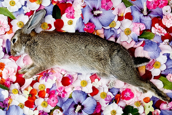 natura-morte-honoring-dead-animals-marina-ionowa-gribina-1