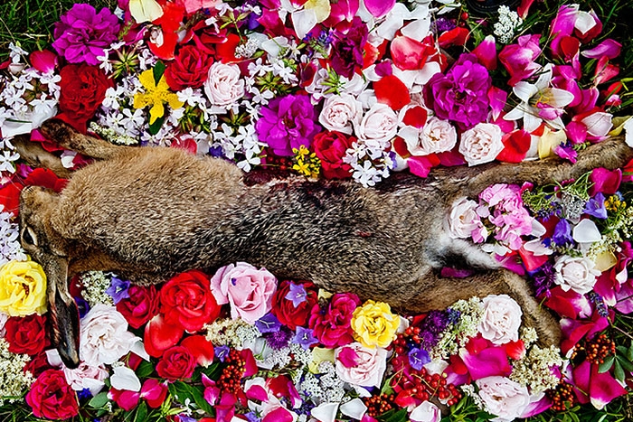 natura-morte-honoring-dead-animals-marina-ionowa-gribina-5