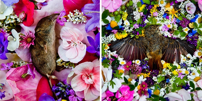 natura-morte-honoring-dead-animals-marina-ionowa-gribina-9