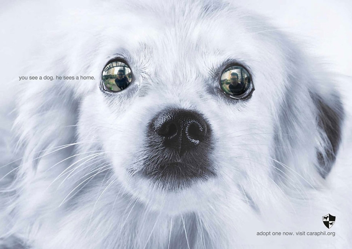 social-awareness-powerful-animal-ads-30