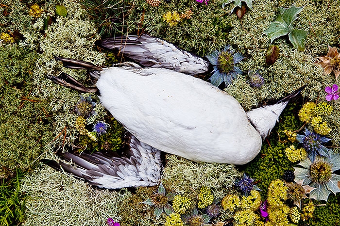 natura-morte-honoring-dead-animals-marina-ionowa-gribina-7