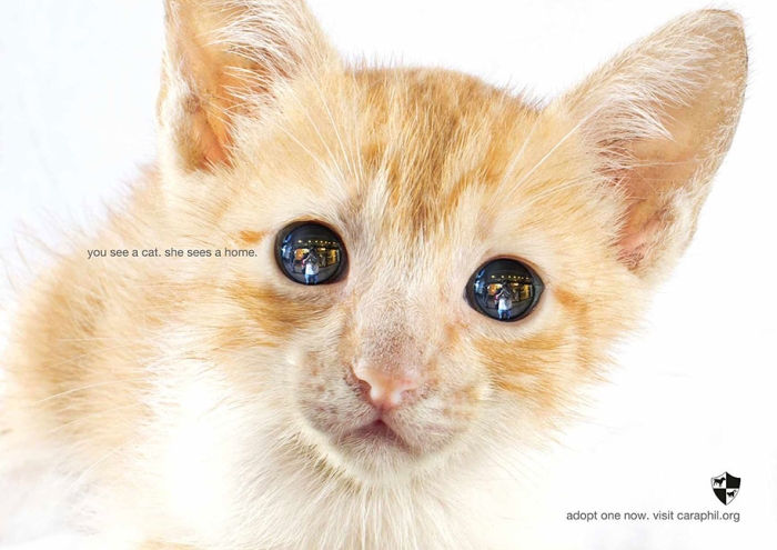 social-awareness-powerful-animal-ads-31