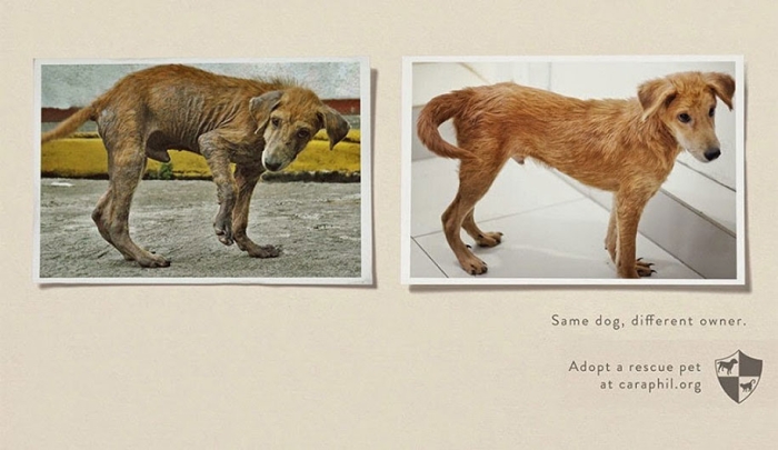 social-awareness-powerful-animal-ads-38