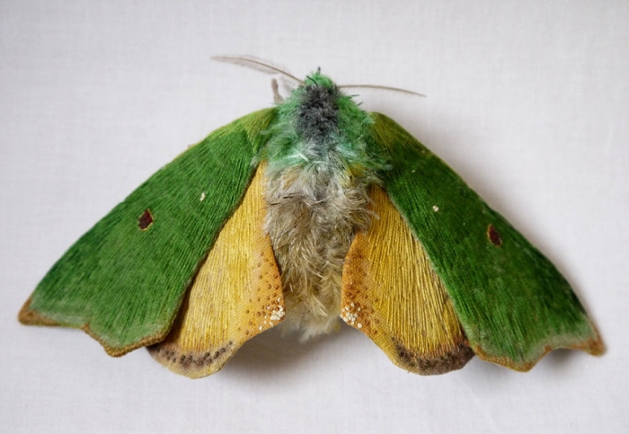 textile-art-fabric-sculptures-insects-moths-butterflies-yumi-okita-13