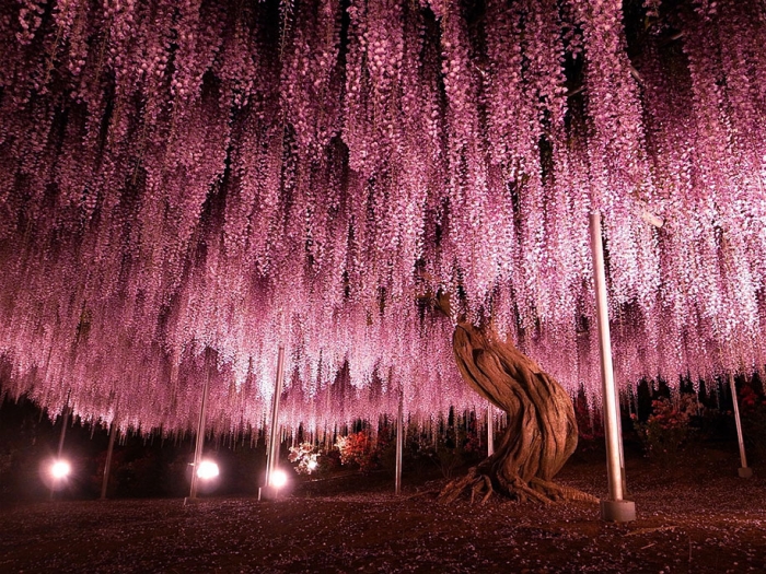 large-old-wisteria-bloom-japan-1