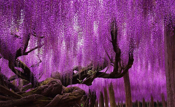 large-old-wisteria-bloom-japan-2