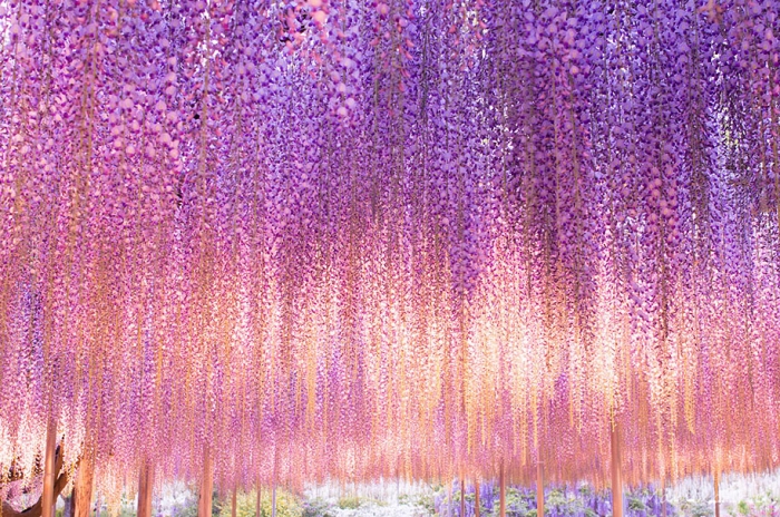 large-old-wisteria-bloom-japan-3
