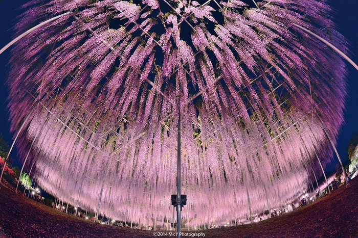 large-old-wisteria-bloom-japan-4