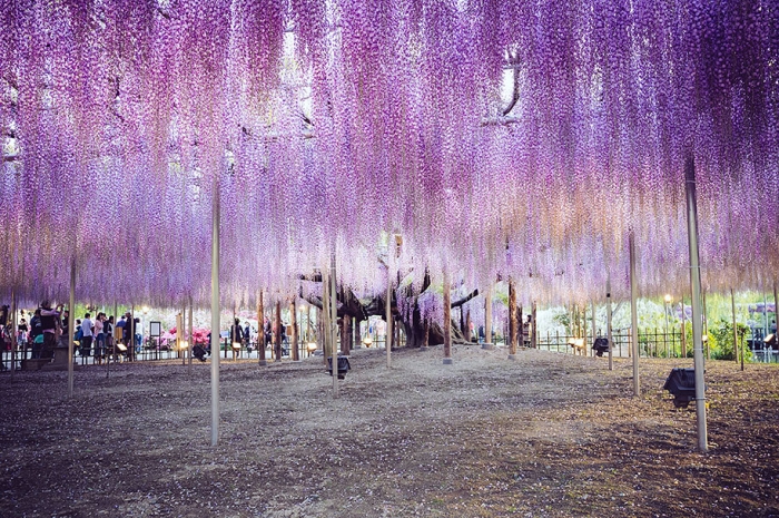 large-old-wisteria-bloom-japan-5