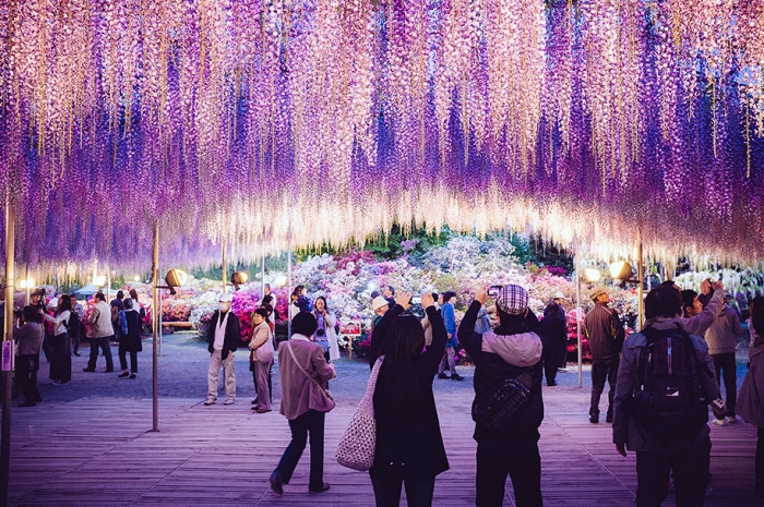 large-old-wisteria-bloom-japan-6