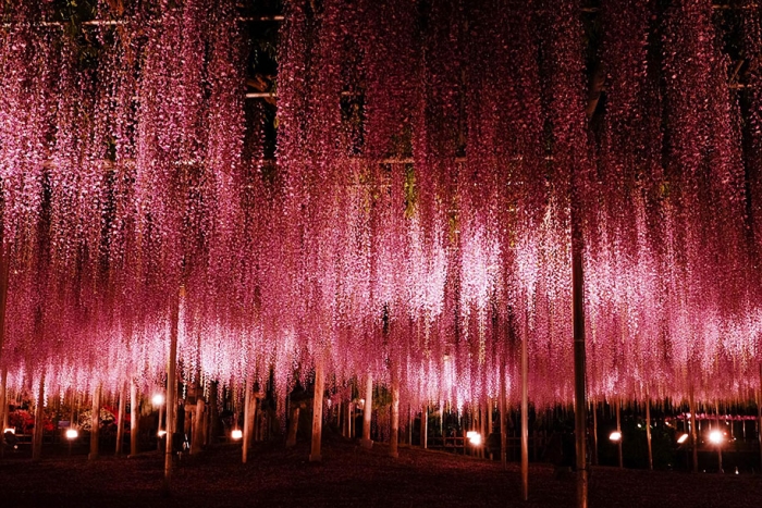 large-old-wisteria-bloom-japan-7