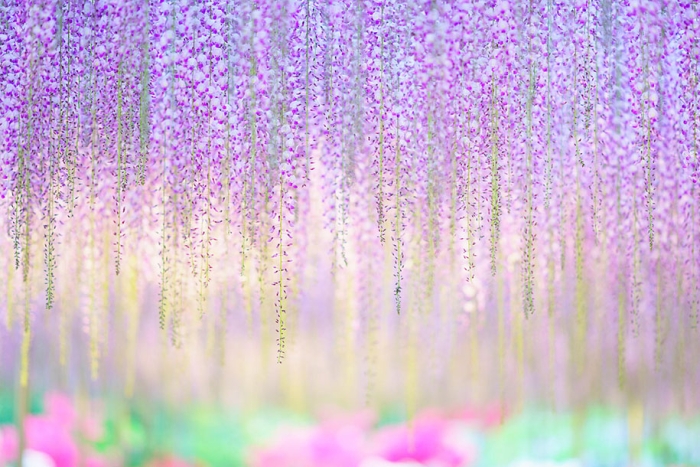 large-old-wisteria-bloom-japan-8
