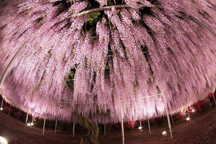 large-old-wisteria-bloom-japan-9