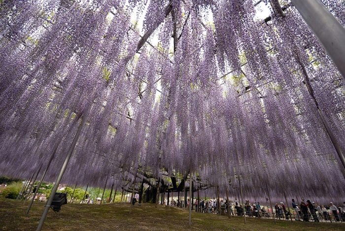 large-old-wisteria-bloom-japan-10