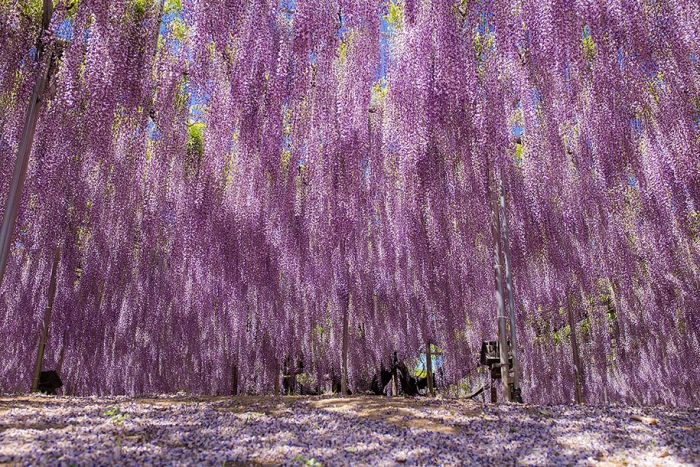 large-old-wisteria-bloom-japan-11