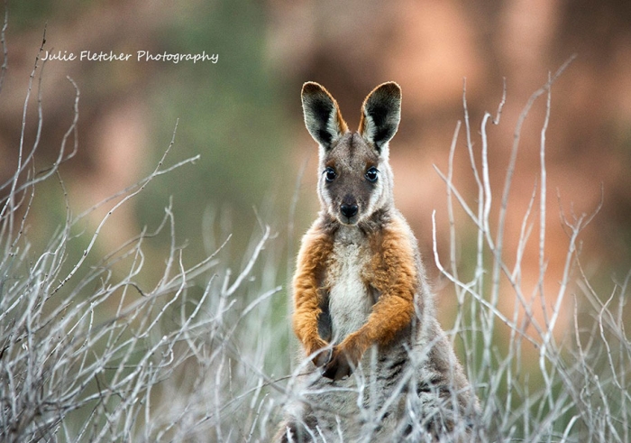 wild-nature-landscape-photography-australia-julie-fletcher-1