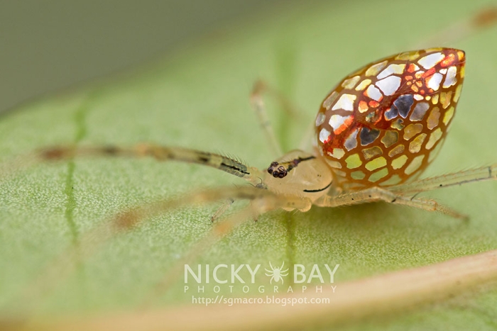 mirror-spider-animal-macro-photography-9