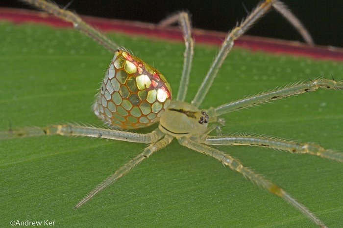 mirror-spider-animal-macro-photography-2