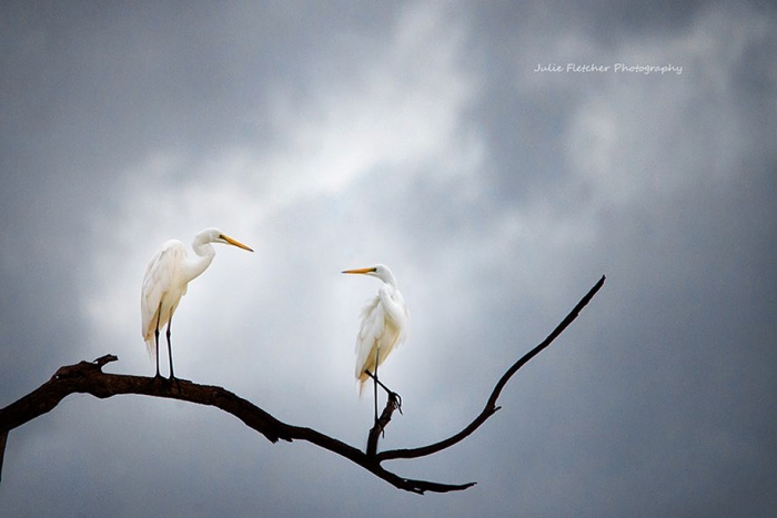 wild-nature-landscape-photography-australia-julie-fletcher-10