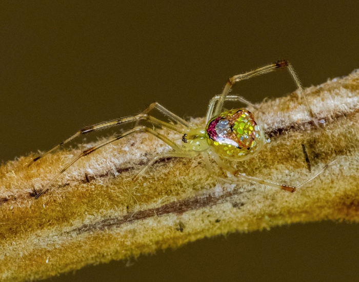 mirror-spider-animal-macro-photography-1