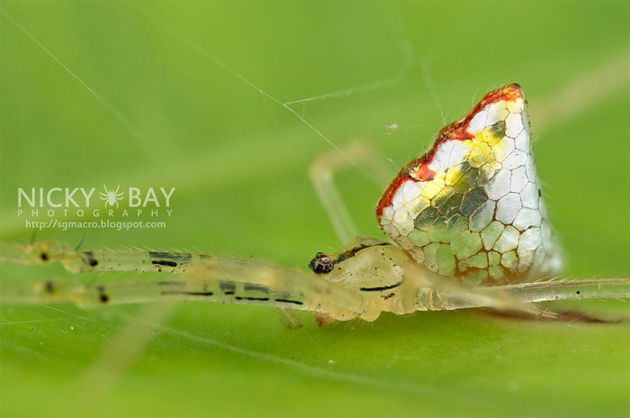 mirror-spider-animal-macro-photography-8