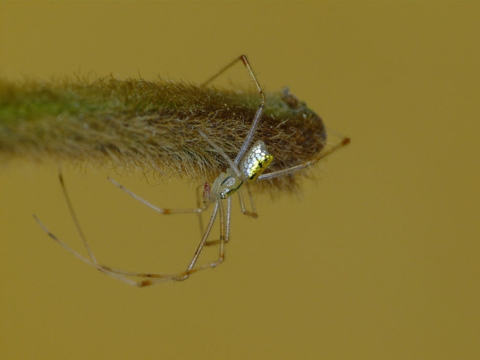 mirror-spider-animal-macro-photography-4